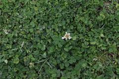 Trifolium repens
