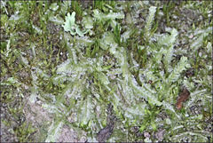 Lophocolea semiteres