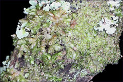 Frullania clavata