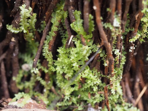 Lophocolea hawaica observed 2026-04-14