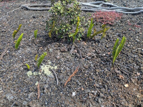 Polypodium pellucidum, photograph 1
