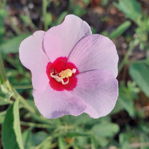 Hibiscus leptocladus, 2026-01-01
