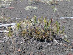Polypodium pellucidum