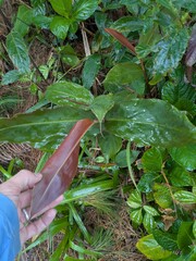 Hedychium greenii, photograph (c) Kevin Faccenda, some rights reserved (CC BY)