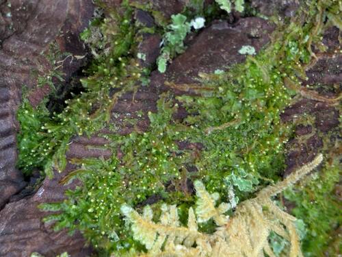 Odontoschisma denudatum observed 2026-04-15
