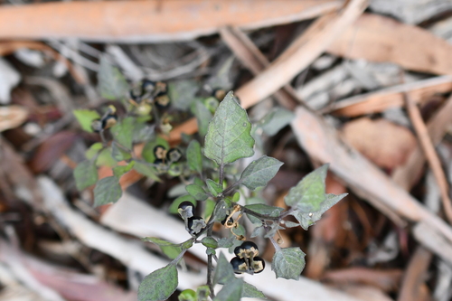 black nightshade