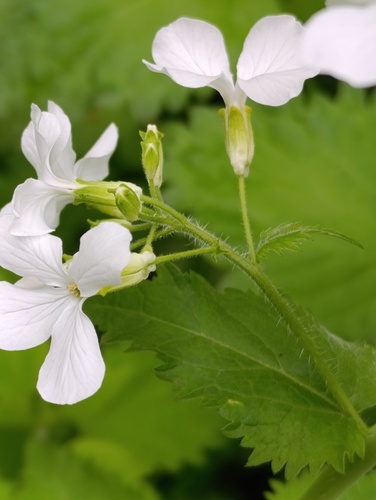 Наблюдение на iNaturalist