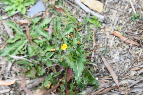 prickly sowthistle