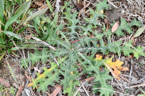 Bull Thistle