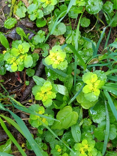 Наблюдение на iNaturalist