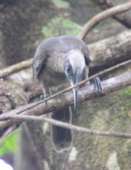 Philemon buceroides yorki