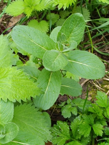 Наблюдение на iNaturalist