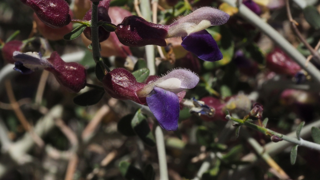 Salazaria