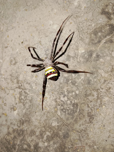 Garden cross spider