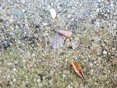 Hamataliwa grisea