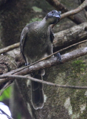 Philemon buceroides yorki