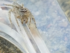 Hamataliwa grisea