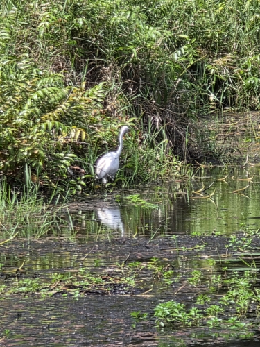 Great Egret observed by etaggart