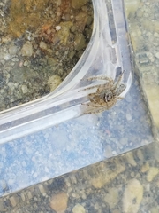 Hamataliwa grisea