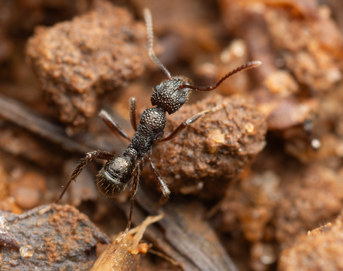 Rhytidoponera chnoopyxRhytidoponera chnoopyx