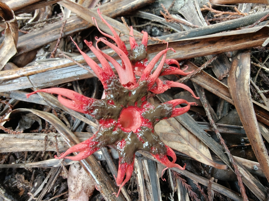 Aseroe rubra · May 2026 · photo: © mstirling (iNaturalist, cc-by)