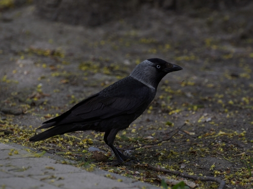 Eurasian Jackdaw