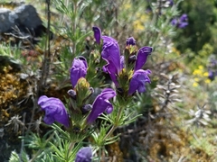 Dracocephalum austriacum, photograph (c) Michal Honskus, some rights reserved (CC BY)