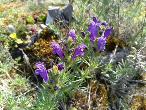 Dracocephalum austriacum, photograph 6