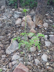 (c) Ruth Palsson, some rights reserved (CC BY-SA) Tacca leontopetaloides, photograph (c) Ruth Palsson, some rights reserved (CC BY-SA)