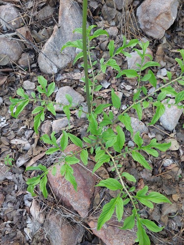 Tacca leontopetaloides, photograph 5