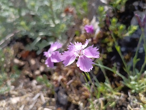 Dianthus gratianopolitanus