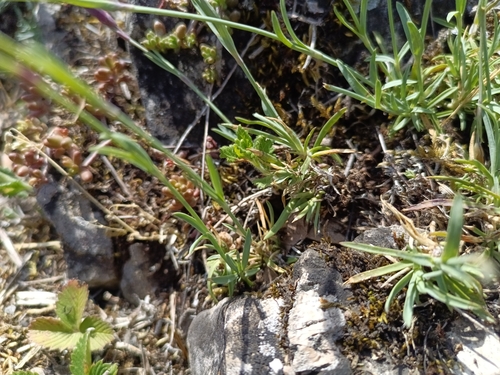 Dianthus gratianopolitanus