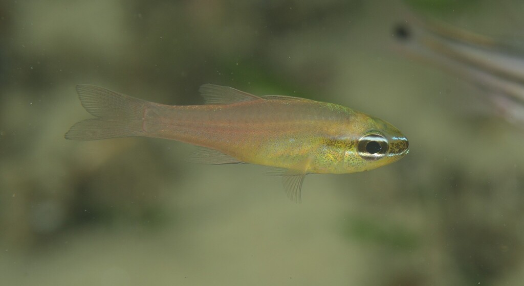 Diamond cardinal (Ostorhinchus apogonoides) — Apogonidae