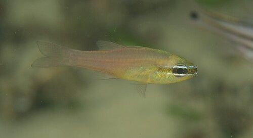 Diamond cardinal (Ostorhinchus apogonoides) — Apogonidae