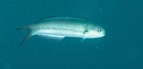 Thalassoma amblycephalum