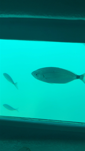 Oblada melanurus