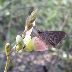 Vehilius stictomenes stictomenes