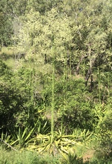 Furcraea foetida