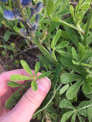 Lupinus subcarnosus