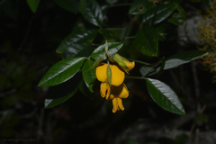 Crotalaria vitellina