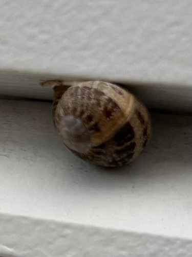 Cornu aspersum