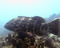 Epinephelus malabaricus