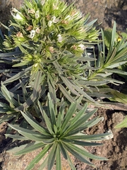 Echium aculeatum, photograph (c) Ametsak, some rights reserved (CC BY)