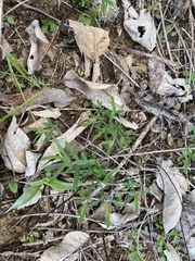 Hypericum dolabriforme