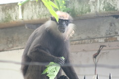 Semnopithecus vetulus