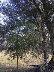 Alectryon diversifolius