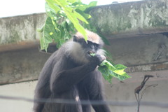 Semnopithecus vetulus