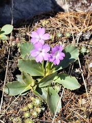 Primula pedemontana