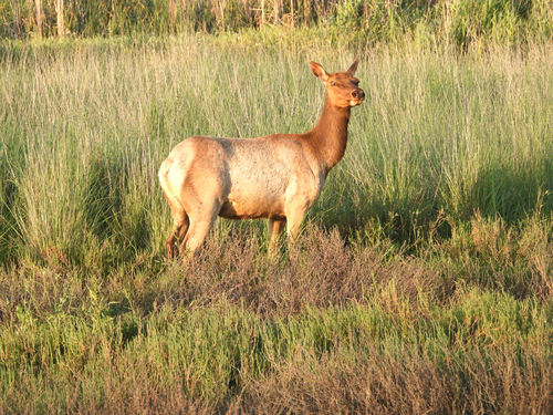 Elk observed by birdie68