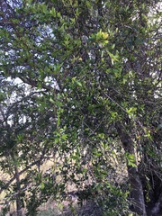 Alectryon diversifolius